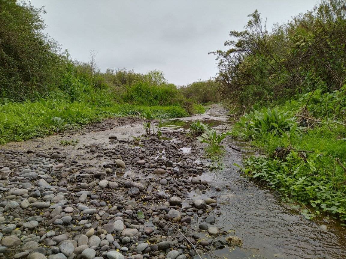 Verde Nativo — actividad