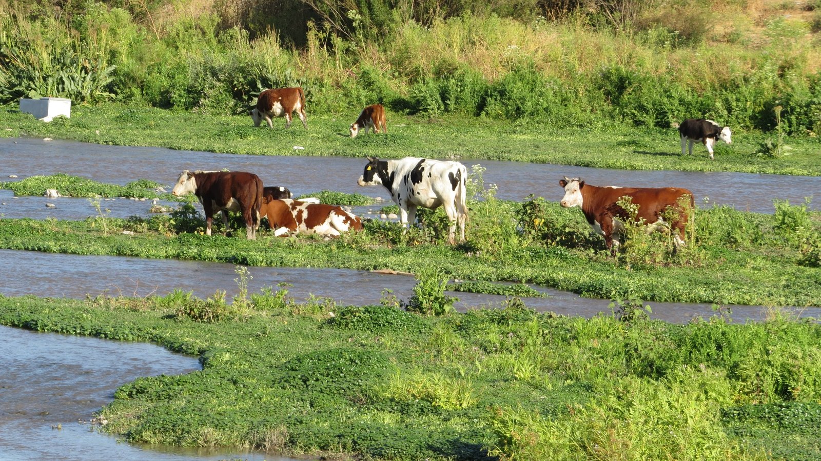 Vivero de flora nativa