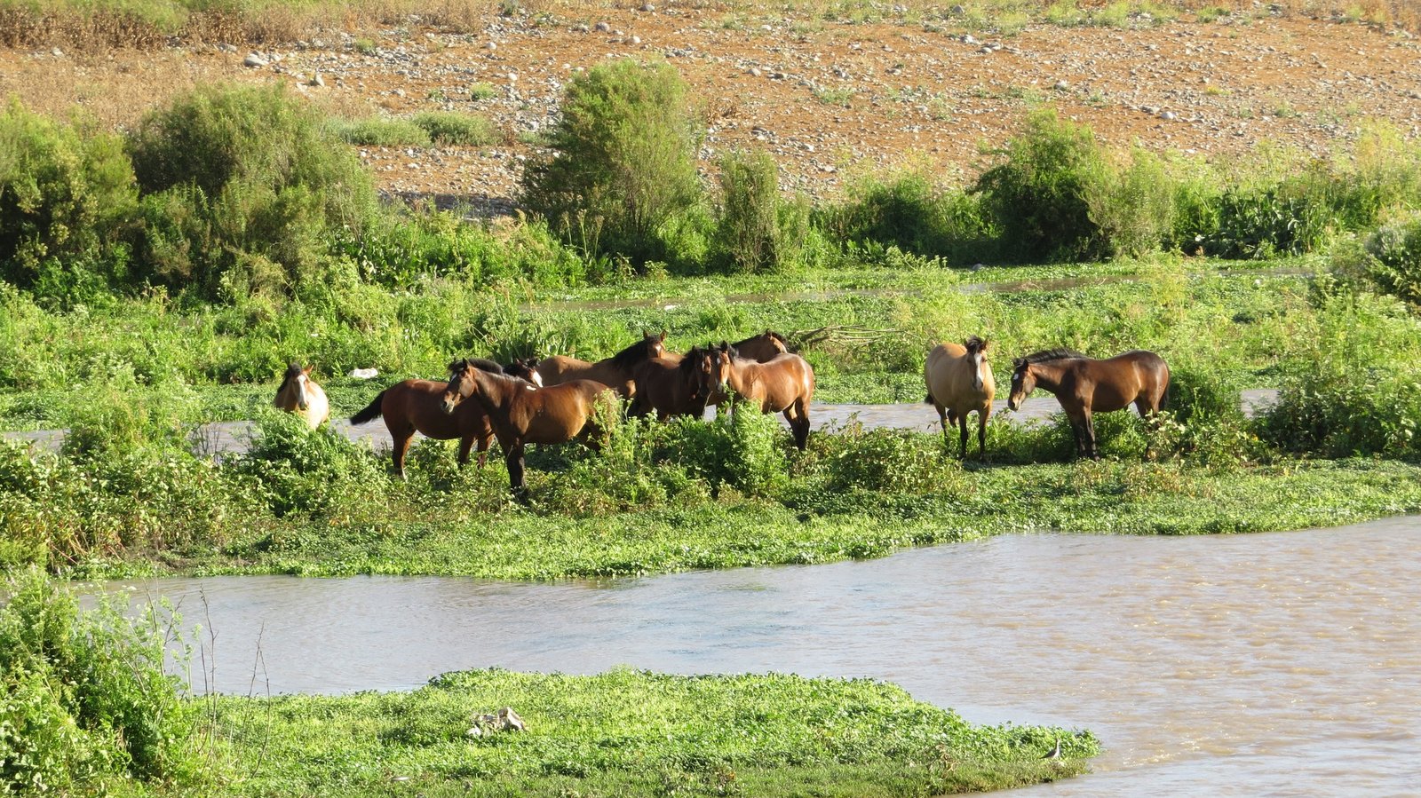 Actividad de Verde Nativo en El Monte